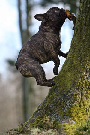 Young French bulldog climbing a treeの写真素材