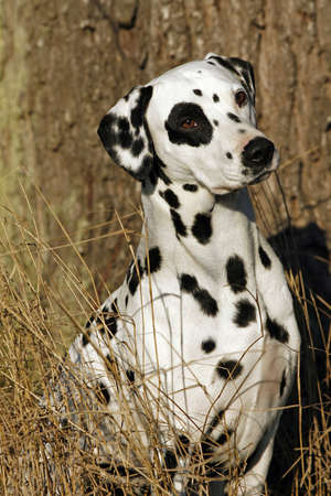 Portrait of a sitting Dalmatian dogの写真素材