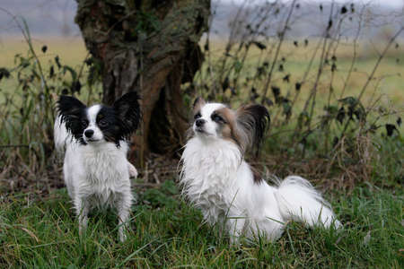 two papillon dog standing in front of a treeの写真素材