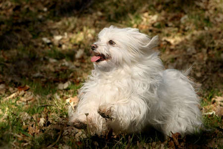 running white dogの写真素材