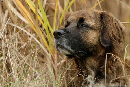 portrait of an older Leonberger dog