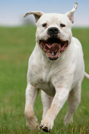 running dogo argentino dogの写真素材