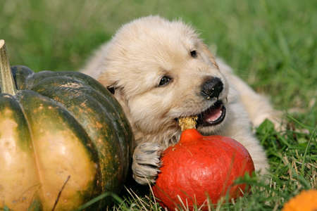 golden retriever puppy gnawing away at a pumpkin の写真素材