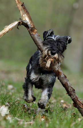 schnauzer dog is training for high-jumping