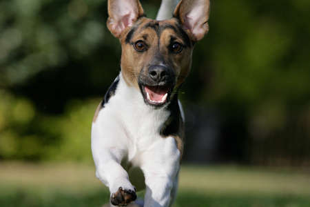 running Jack Russel terrierの写真素材