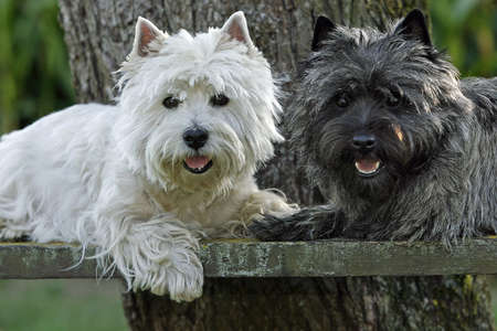 black and white friendsの写真素材