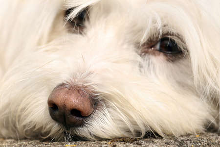 portrait of a Maltese dogの写真素材