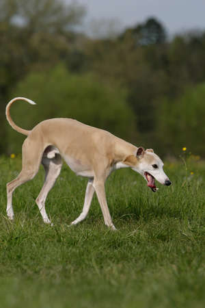 walking whippetの写真素材
