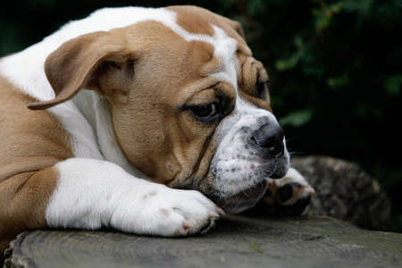 Continental Bulldog Puppy Royalty Free Images Photos And Pictures