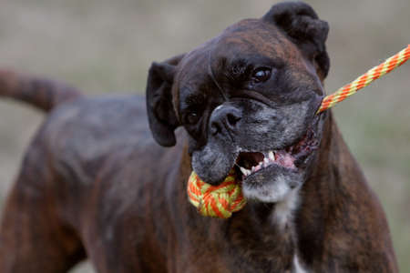German boxer dog playing with a dogtoyの写真素材