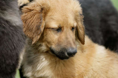 hovawart puppyの写真素材