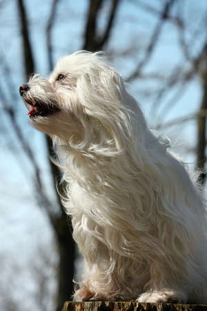 white Havanesian dog