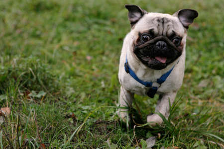 wild running young pugの写真素材