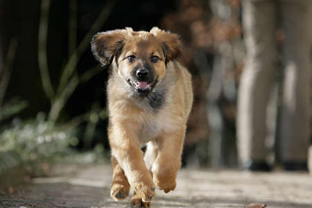 running Hovawart puppy
