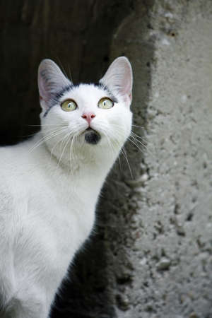 white cat