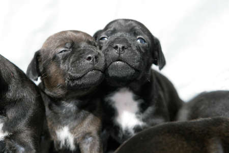snuggling Patterdale terrier puppiesの写真素材