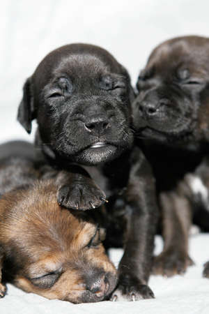 snuggling group of Patterdale terrier puppiesの写真素材