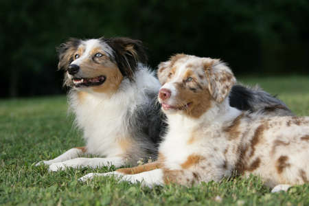 Australian shepherd dogsの写真素材