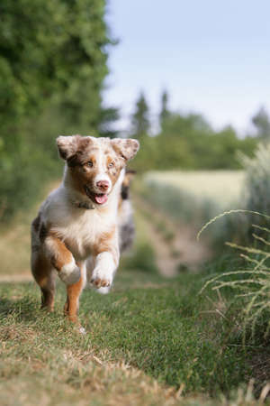 running puppyの写真素材