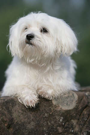 young white dog