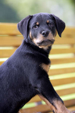 curious puppyの写真素材