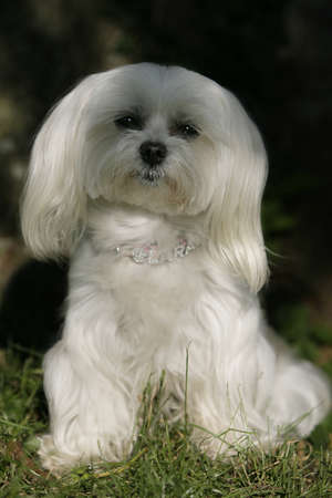 white dog
