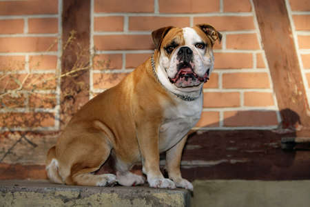 continental bulldog sitting and waitingの写真素材