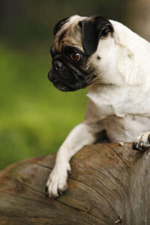 curious pugの写真素材