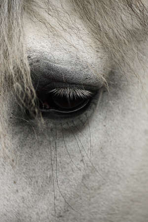 Eye of a whitehoseの写真素材