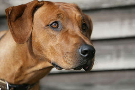 portrait of the head of a Rhodesian Ridgeback dogの写真素材