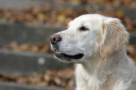 portrait of the head of a golden retriever dogの写真素材