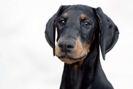 doberman puppyの写真素材
