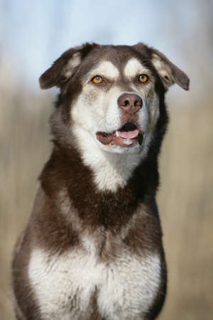 husky-portraitの写真素材