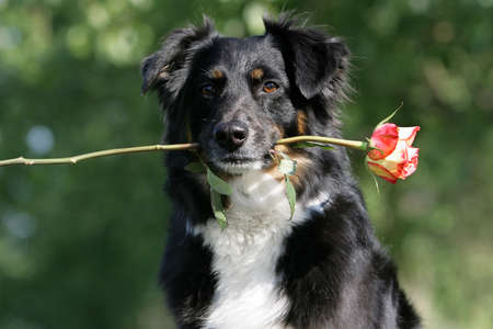 Australian shepherd with a rose in its mouthの写真素材