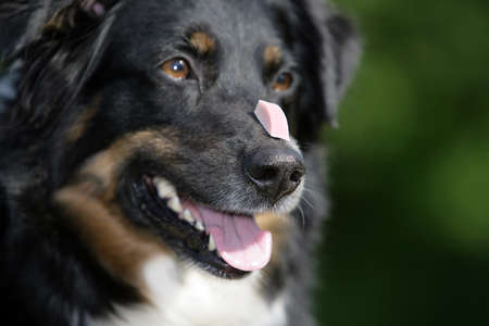 self-possessed Australian shepherd dogの写真素材
