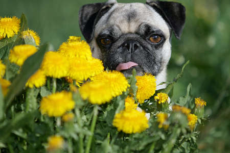 curious pugの写真素材