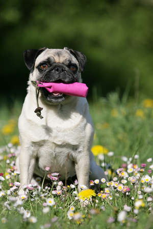 pug holding a dummyの写真素材