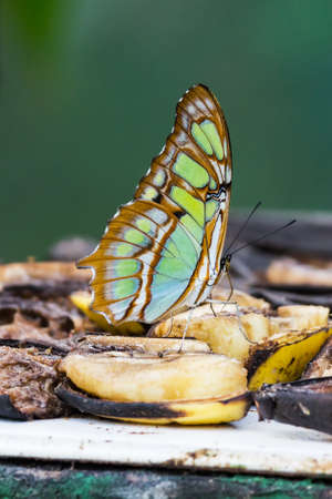Close-up on Malachite butterfly, Siproeta stelenes biplagiata - Costa ricaの写真素材