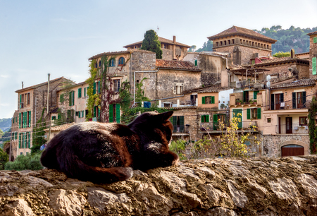 Cat sunbathing on a wall in the small town Valldemossa situated in picturesque mountains on Mallorca island, Spain.の写真素材