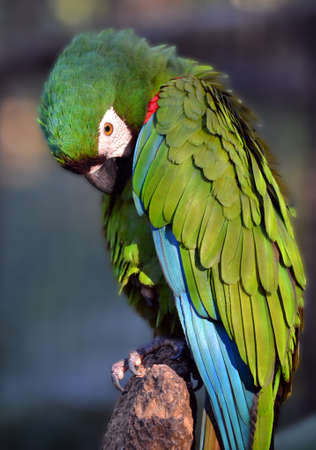 green macaw Brazilの写真素材