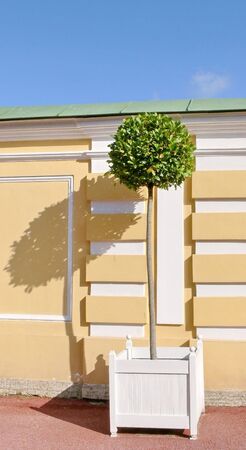 Single treeの写真素材