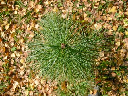 Pine branch. Close up. Taiga.の写真素材
