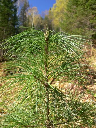 Small cedar iclose-up. Autumn in taiga.の写真素材