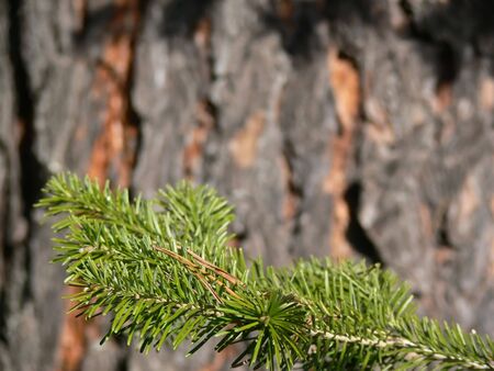 Fur-tree branch against a pine trunkの写真素材