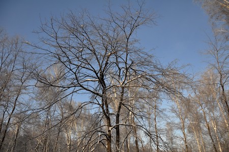 Bare tree on winter background and blue sky.の写真素材