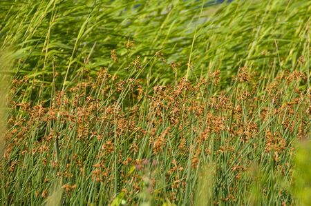 Background from green and brown vegetationの写真素材