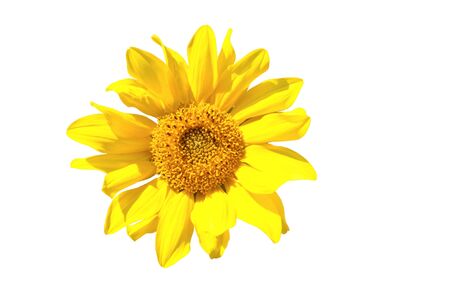 Yellow sunflower isolated on whiteの写真素材
