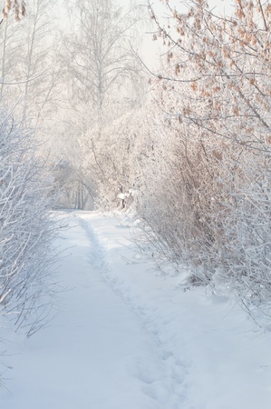 Winter footpath on snow among frozen bushesの写真素材