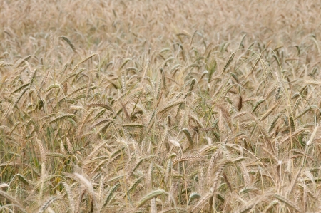 Wheaten field, fullframe, small focusの写真素材
