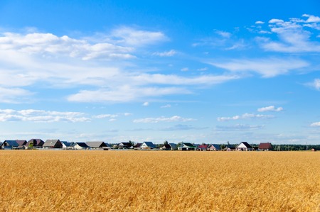Wheat field in the fall and blue sky, clouds, houses backgroundの写真素材